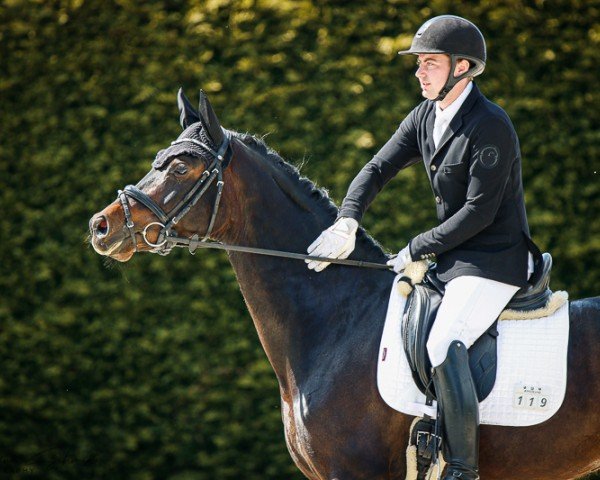 dressage horse Fabulous Beliza (Hanoverian, 2019, from Fürst Belissaro)
