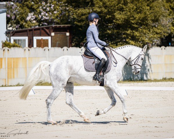 jumper Clementine K (German Sport Horse, 2019, from Action Blue)