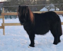 horse Eric 104 (Shetland pony (under 87 cm), 2017)