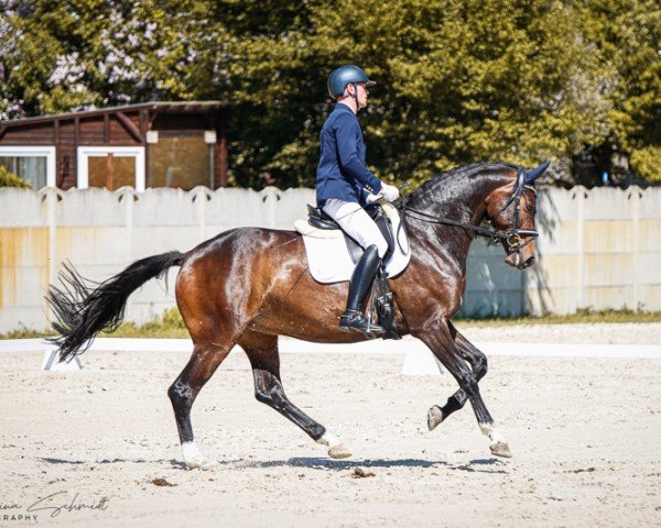 dressage horse Highlight 200 (Oldenburg, 2019, from Fürst Wilhelm)