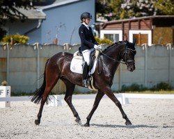 dressage horse Finara 4 (German Sport Horse, 2018, from Fürsten-Look)