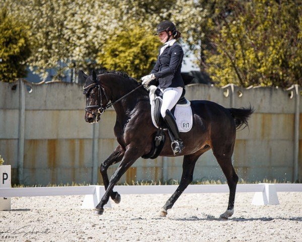 dressage horse Holy Cannoli (German Sport Horse, 2018, from Helium)