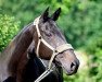 broodmare Beate IX (Trakehner, 1995, from Kostolany)