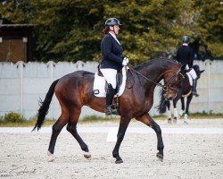 dressage horse Denver 267 (Hanoverian, 2018, from Devonport)