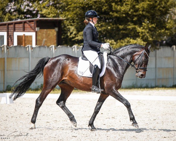 dressage horse Escada 321 (Hanoverian, 2018, from Emilio)