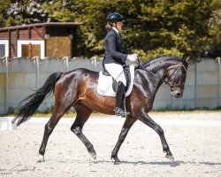 dressage horse Escada 321 (Hanoverian, 2018, from Emilio)