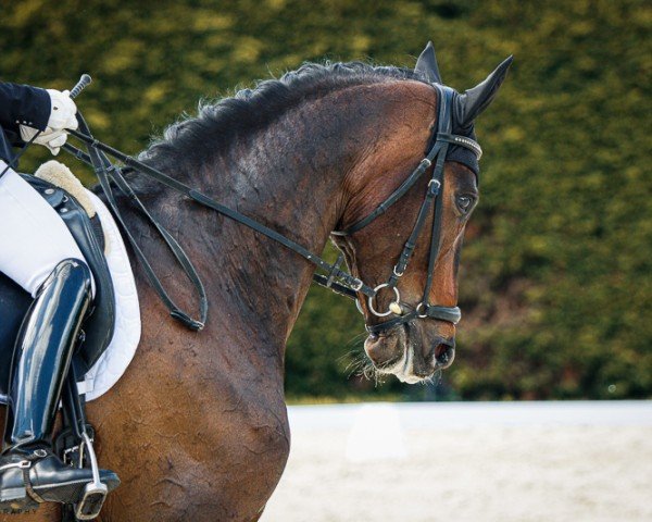 dressage horse Quantum 29 (German Sport Horse, 2018, from Quaterback)