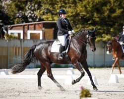 dressage horse Delgado 68 (German Sport Horse, 2013, from Decurio 3)