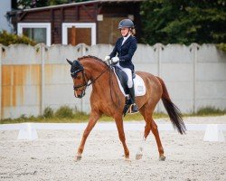 dressage horse Cherrytree (German Riding Pony, 2015, from Cosmopolitan NRW)