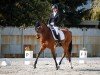 dressage horse Sherlock M (Hanoverian, 2018, from Secret)