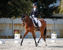 dressage horse Sherlock M (Hanoverian, 2018, from Secret)