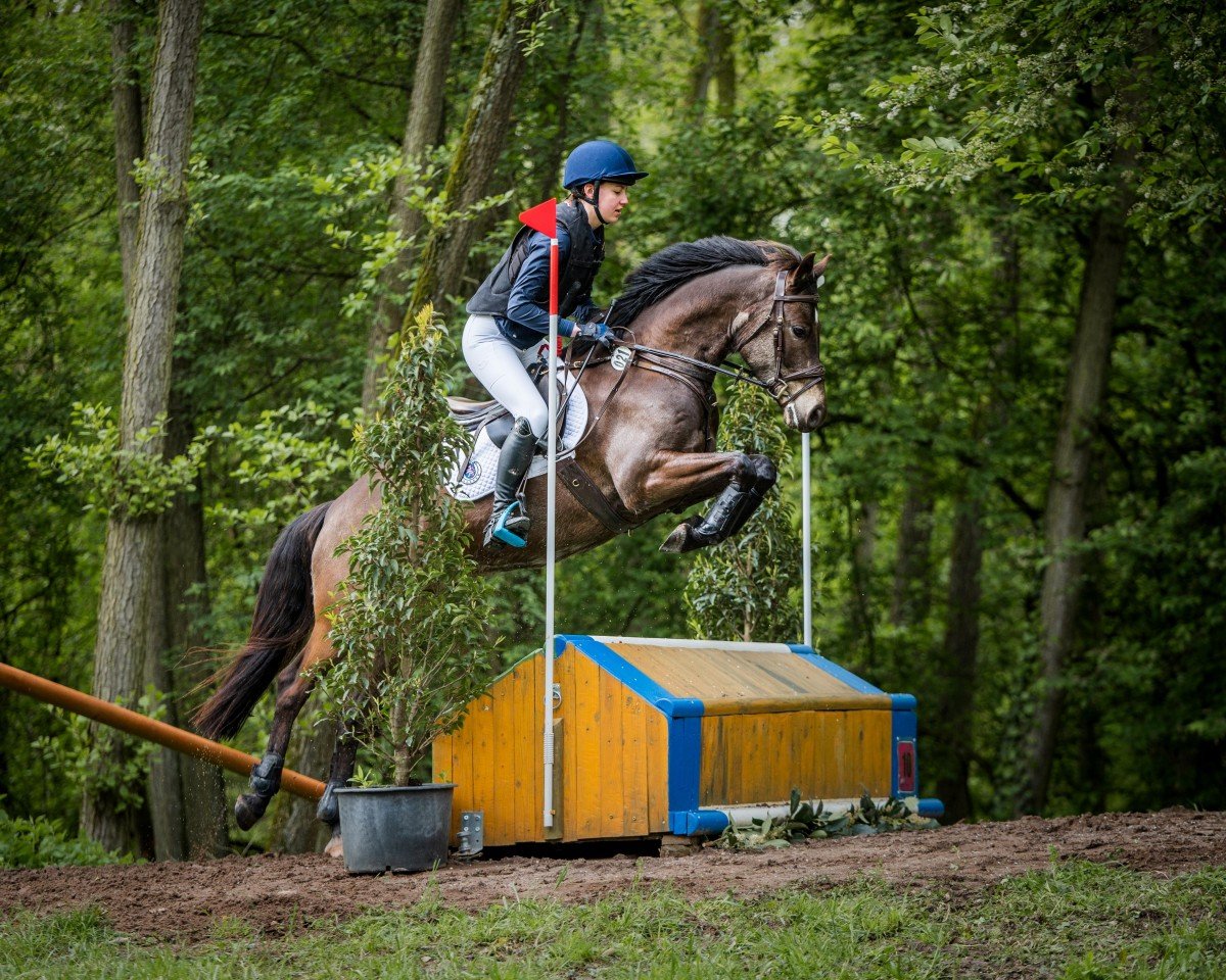 dressage horse Best Schubidu (German Riding Pony, 2019, from Golden Grey NRW)