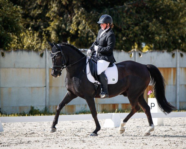 horse Mogli 466 (German Riding Pony, 2010, from Messino)