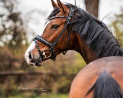 dressage horse Délysée AK (Westphalian, 2020, from Diamond Deluxe)