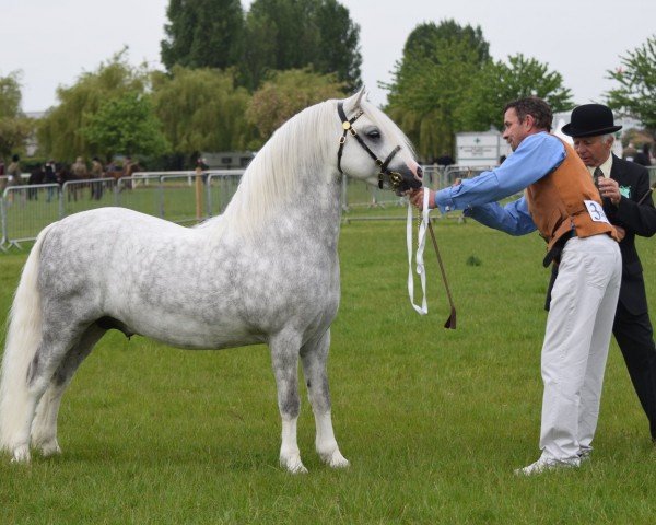 stallion Springbourne Capricorn (Welsh mountain pony (SEK.A), 2010, from Cascob Red Kite)