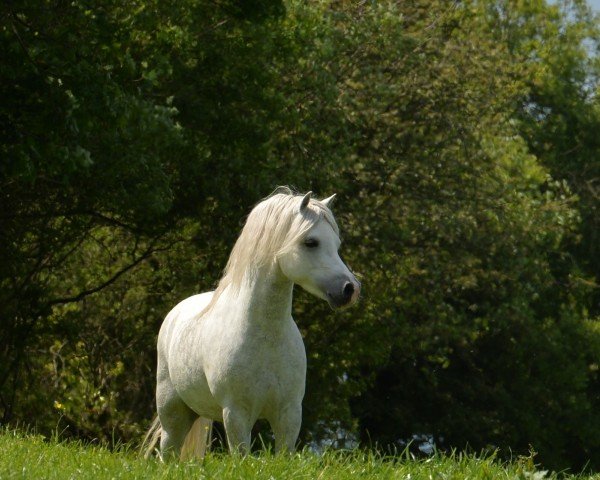 stallion Singels Burberry (Welsh mountain pony (SEK.A), 2013)