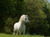 stallion Singels Burberry (Welsh mountain pony (SEK.A), 2013)