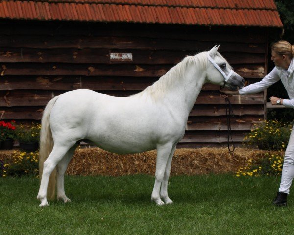 broodmare Bengad Bunchberry (Welsh mountain pony (SEK.A), 1999, from Bengad Dogberry)