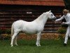 broodmare Bengad Bunchberry (Welsh mountain pony (SEK.A), 1999, from Bengad Dogberry)