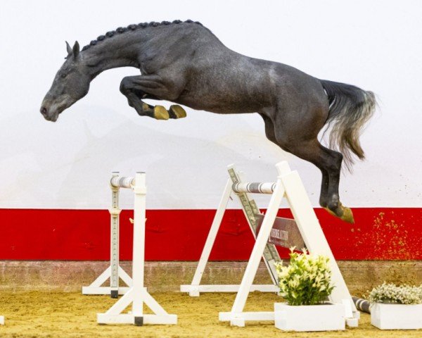 jumper Livio van de Schrale Hamme Z (Zangersheide riding horse, 2021, from Leandro Vg)