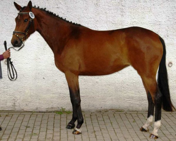 broodmare Frida Kahlo (Trakehner, 2005, from Partout)