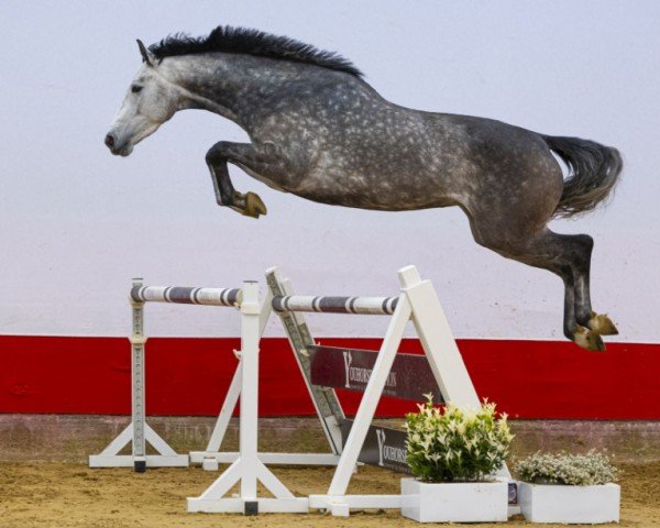 Springpferd Utah Lotta M (Belgisches Warmblut, 2020, von Chapper)