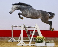 jumper Utah Lotta M (Belgian Warmblood, 2020, from Chapper)