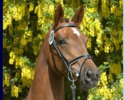 Zuchtstute Daylight (Trakehner, 2001, von Caprimond)