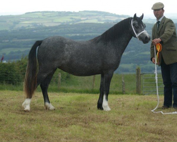 broodmare Sarum Cherry Blossom (unknown,  )