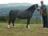 broodmare Sarum Cherry Blossom (unknown,  )