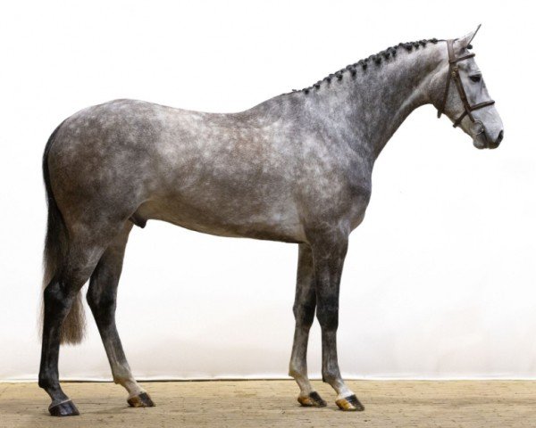 Springpferd Panama (KWPN (Niederländisches Warmblut), 2020, von Jardonnay VDL)