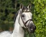 stallion Cousteau (Trakehner, 2005, from Hohenstein I)