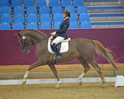 dressage horse Glücksruf II (Trakehner, 2011, from Dramatiker)