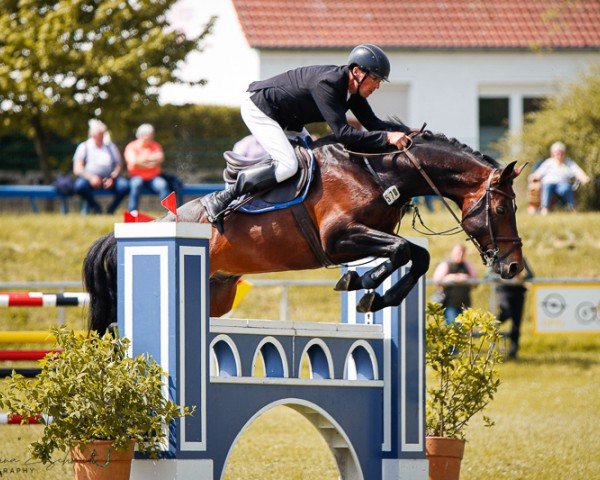 stallion Kanzone (KWPN (Royal Dutch Sporthorse), 2017, from Kannan)
