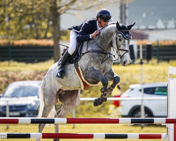 jumper Bentino 7 (Oldenburg show jumper, 2019, from Bentley van de Heffinck)