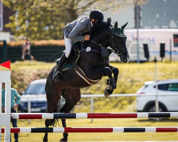 Springpferd Candimuck W (Holsteiner, 2018, von Cancara)