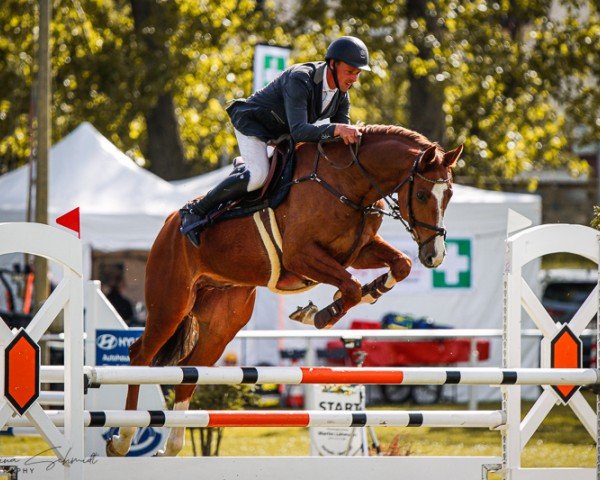 Springpferd Captain Feier (Deutsches Sportpferd, 2017, von Chap II)