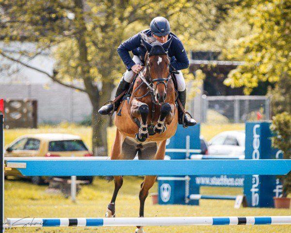 jumper Cessy 51 (German Sport Horse, 2017, from Cristallo I)