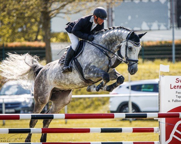 jumper Charls B (German Sport Horse, 2017, from Cellestial)