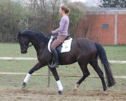 horse Mazurka Et Moi (Trakehner, 2006, from Samarkand)