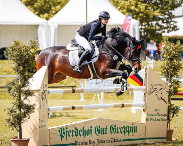 jumper Destina (Oldenburg show jumper, 2016, from Diarado)