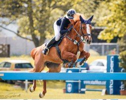 broodmare Jyolga (KWPN (Royal Dutch Sporthorse), 2014, from Quasimodo vd Molendreef)