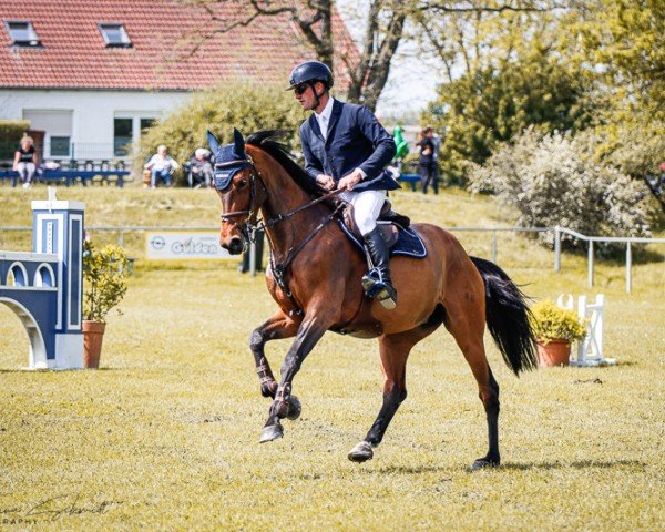 jumper Karla 82 (Hanoverian, 2018, from Karajan)