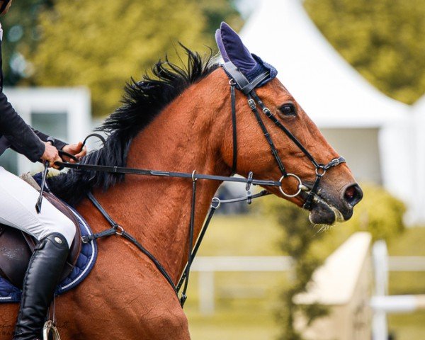 Zuchtstute Lilly Express Dks (Belgisches Warmblut, 2011, von Baloubet du Rouet)