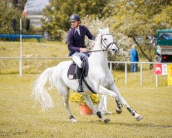 jumper Löwenherz 117 (Polnisches Warmblut, 2009, from Hetman)