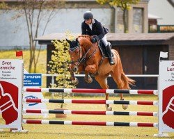 jumper London Calling 7 (Oldenburg show jumper, 2017, from London)