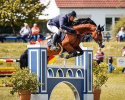 jumper Marrera W (KWPN (Royal Dutch Sporthorse), 2017, from Carrera VDL)