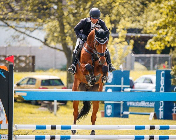 jumper Mister X 65 (Swedish Warmblood, 2017, from Golddigger)