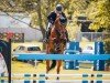 jumper Mister X 65 (Swedish Warmblood, 2017, from Golddigger)