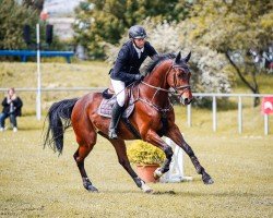 jumper Montigo 6 (German Sport Horse, 2011, from Montario)